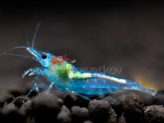 Neocaridina davidi var. "Blue Jelly"