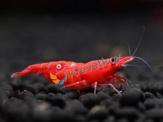 Neocaridina davidi var. "Red fire"