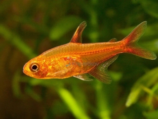 Tetra ohnivá