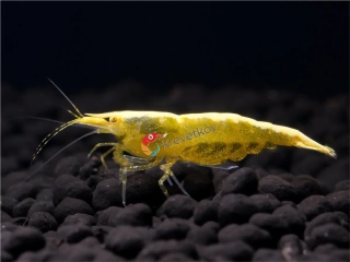 Neocaridina davidi var. "Yellow Fire OE"