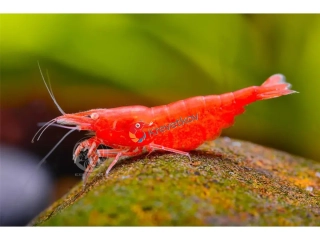 Neocaridina davidi var. "Red Fire OE"