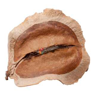 Jacaranda 4-7 cm 20g