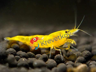 Neocaridina davidi var. "Yellow"