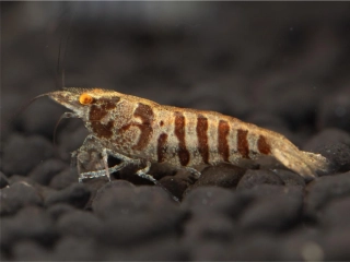 Caridina babaulti var. "Zebra"