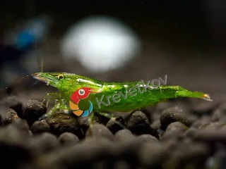 Caridina cf. babaulti var. "Green"