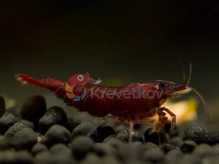 Neocaridina davidi var. "Choco"