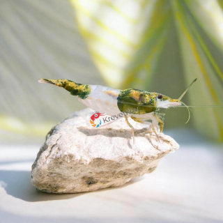 Neocaridina davidi var. "Green rili"