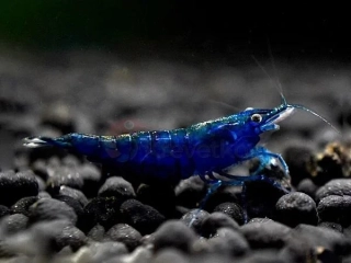Neocaridina davidi var. "Blue dream"