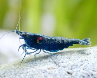 Neocaridina davidi var. "Blue sapphire"