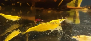 Neocaridina davidi var. "Yellow neon strip"