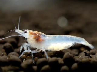 Neocaridina Palmata var. "White pearl"
