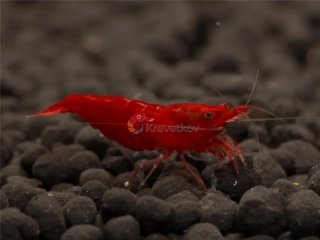 Neocaridina davidi var. "Bloody Mary"
