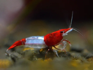Neocaridina davidi var. "Red rili"