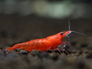 Neocaridina davidi var. "Red sakura"