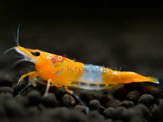 Neocaridina davidi var. "Orange rili"