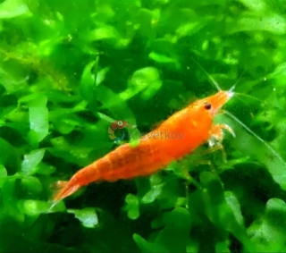 Neocaridina davidi var. "Orange"