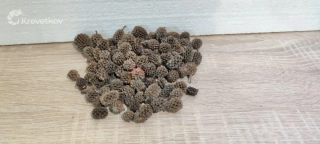 Casuarina 20 g