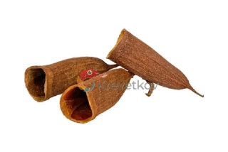 Trompeta pod 6-9 cm
