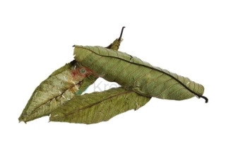 Listy guava 20g