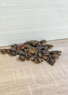 Lagerseromeia 20 g